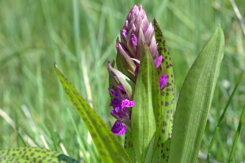 Dactylorhiza majalis?